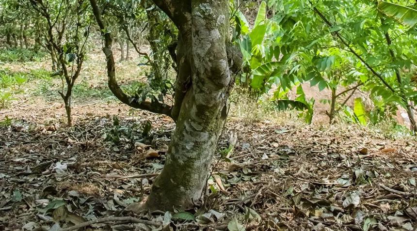 普洱茶山头怪事：看茶圈老司机斗法，场面简直不堪入目